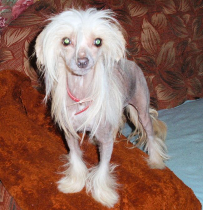 July Sun-Shine ze Shetlandu