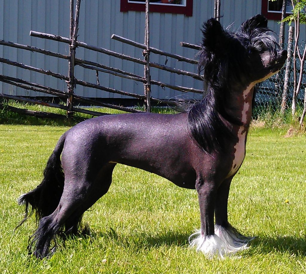 Amelion's Penélope Cruz