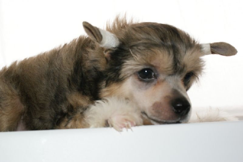 Apriori Vip Granit Braun Perl