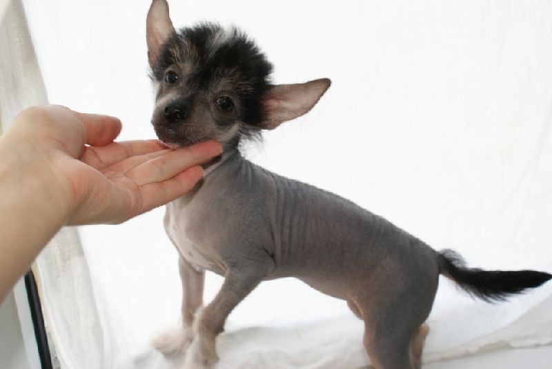 Apriori Vip Gavanna Viva