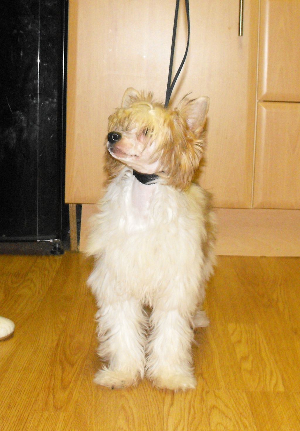 Tamarsh Finnishing Touch of Talakamali