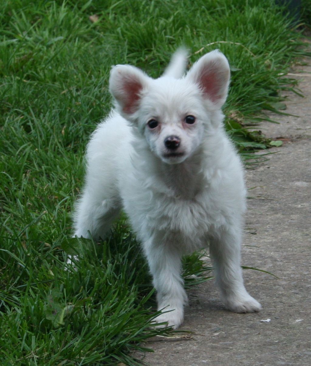 Tamarsh Frosted Finnish