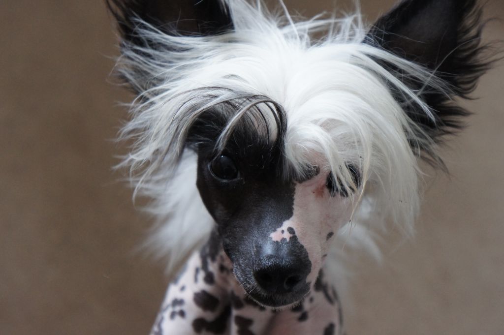 Tamarsh Photo Finnish