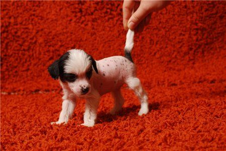 Paris Treasured Dream Minodora