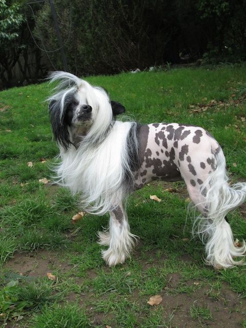 Oriental Jokes Flashy Fashion