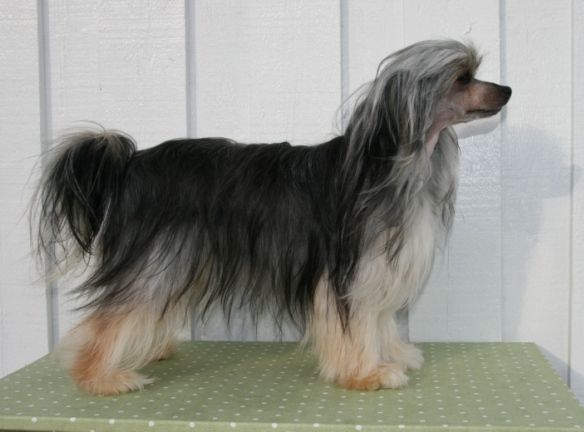 Nordlysbyen's She's A Rebel