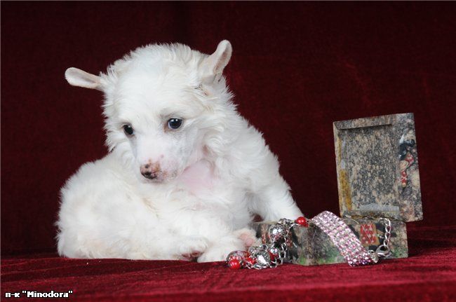 Olgushka SnowWhite Star Minodora