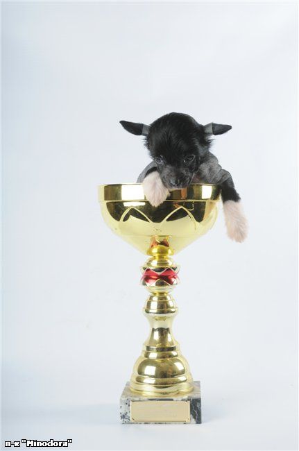 Ostin Pauer Minodora