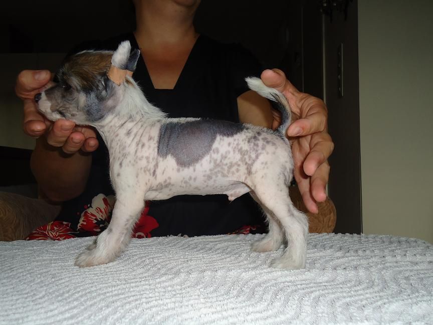 big jokes elwood blues