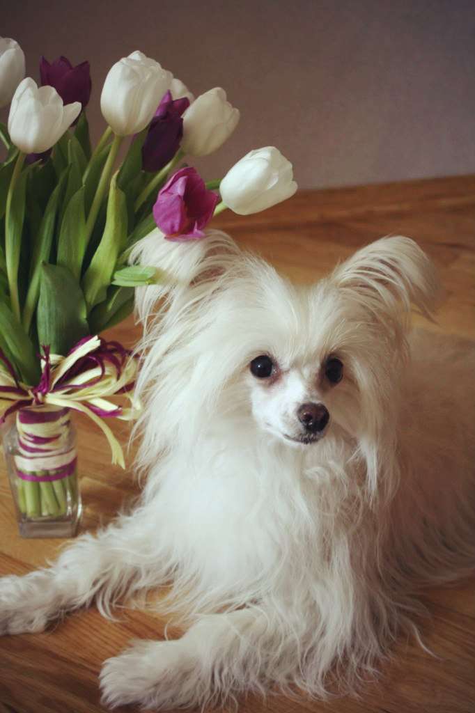 Baileys Private Emotion