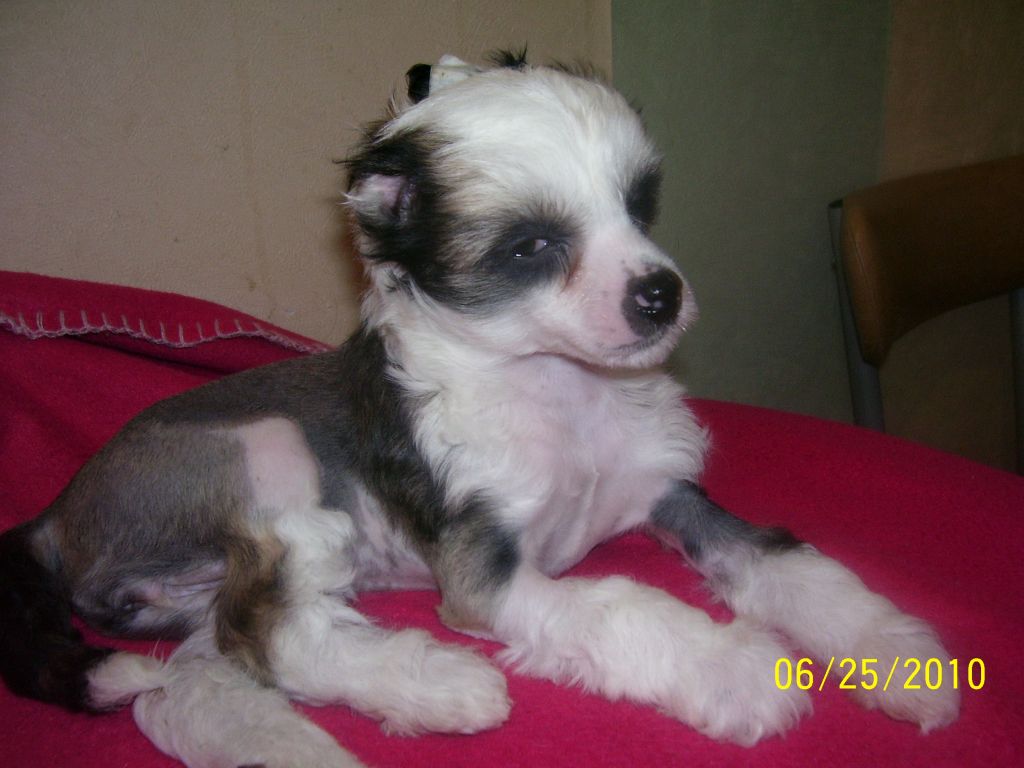 Vasiliska Qemchygina Lotosa