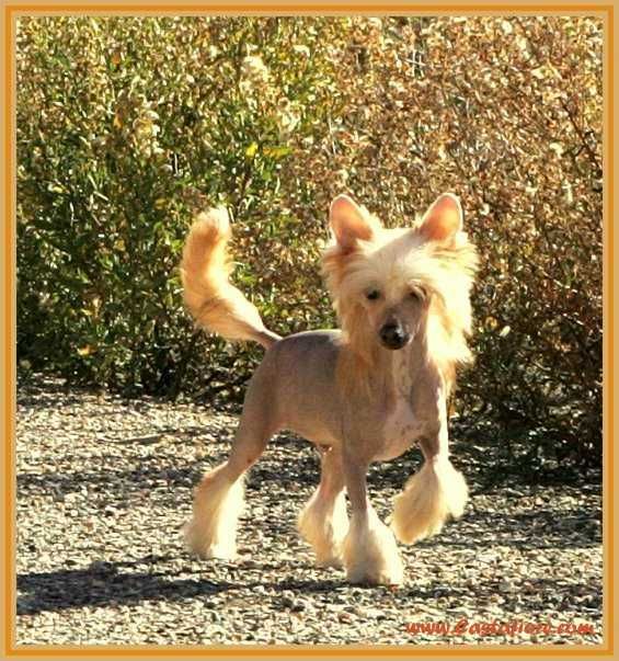 Finian's Rainbow du Domaine du Président