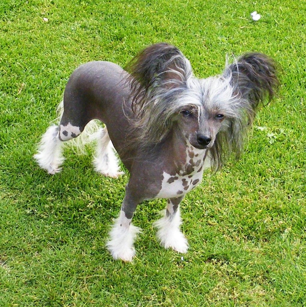 Oonah Aquilas  Garden Roses