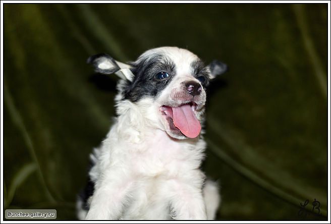  Mashama Mazi Rus Dumu In