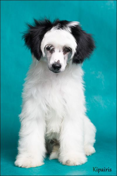 Shelcovij Shlejf Shuman