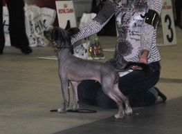 Sapfir iz Tsarskogo Sela Dominik