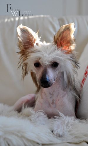 Jean Dark Elvira Madigan