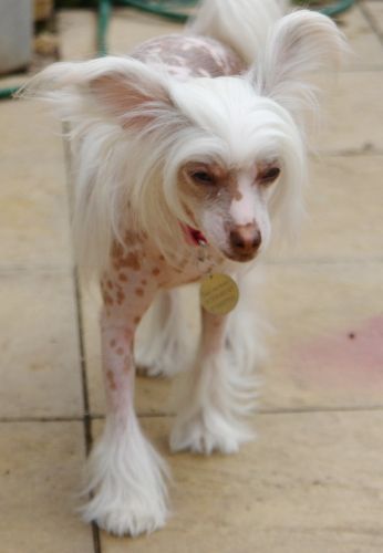 Causai Chocolate Truffle