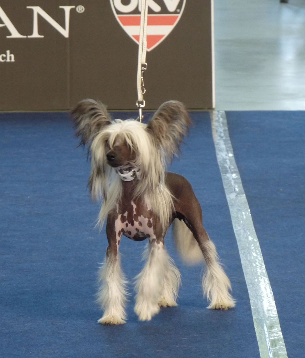 Fundoklia-völgyi Kaszanics Helene D'Arcy