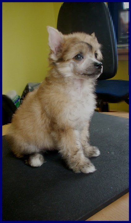 Cherokee Plysovy pritel