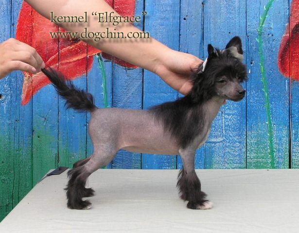 Elfgrace Dita Fon Tis