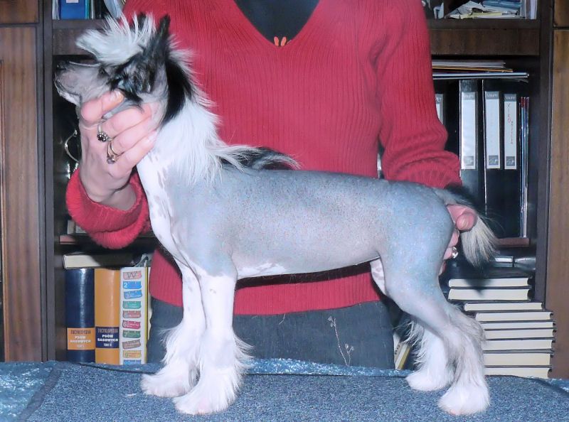 Elzbieta Flake-Prawacka Nadobnisie i koczkodany