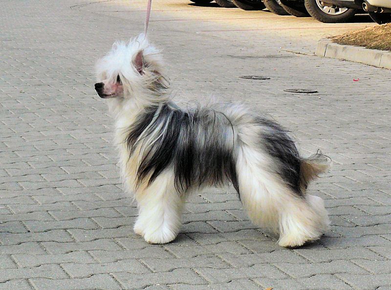 Ellinor Golders Nadobnisie i koczkodany