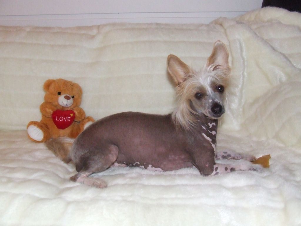 sørås-siden's Brage