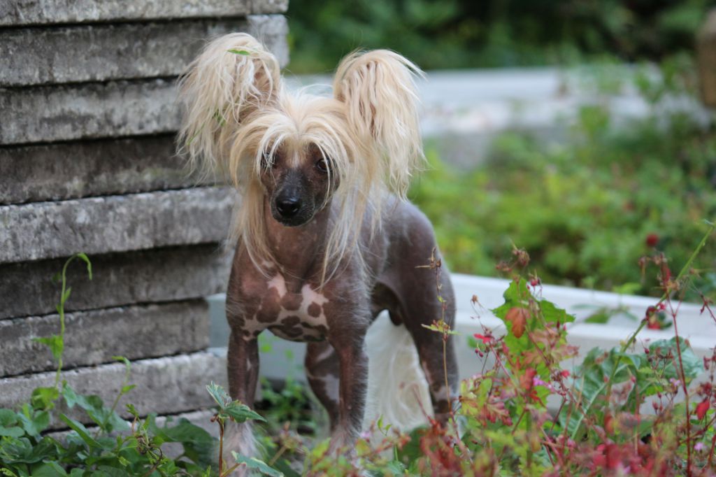 Glenlivet Di China Latina Sua Sponte