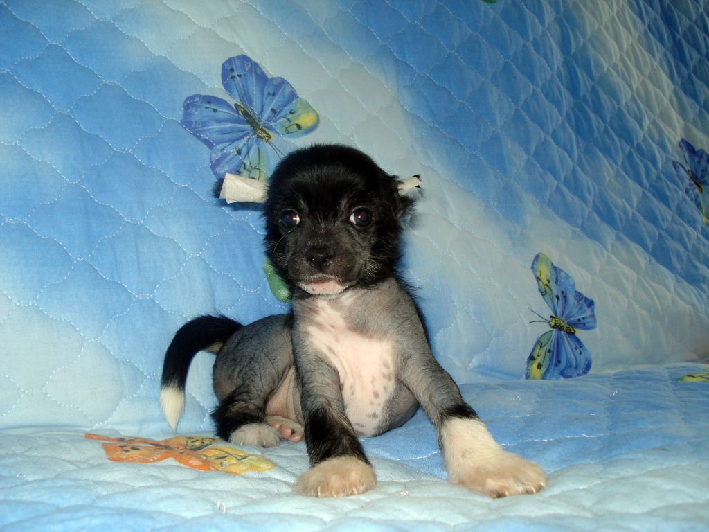 hl female 2 ot Katti