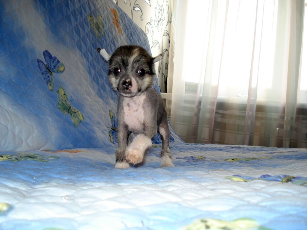 hl female 3 ot Katti