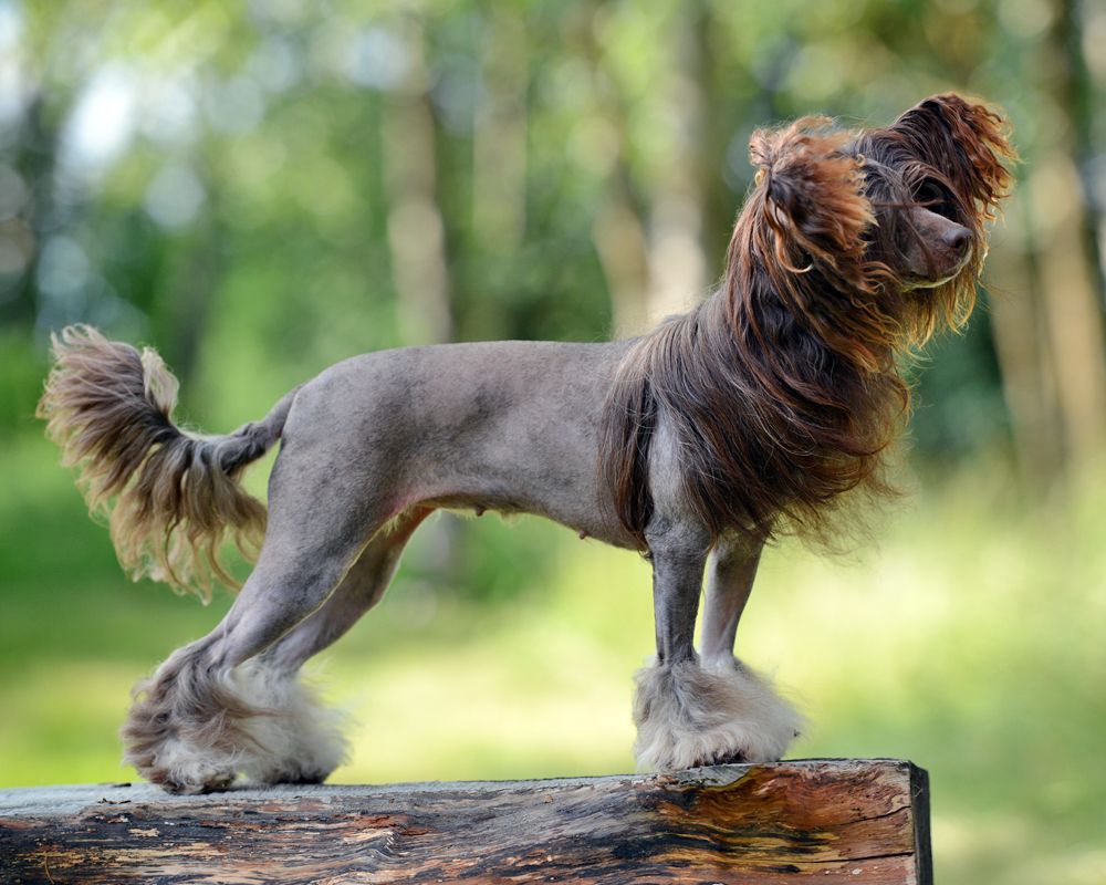 SandStorm Chix Luv Chocolate