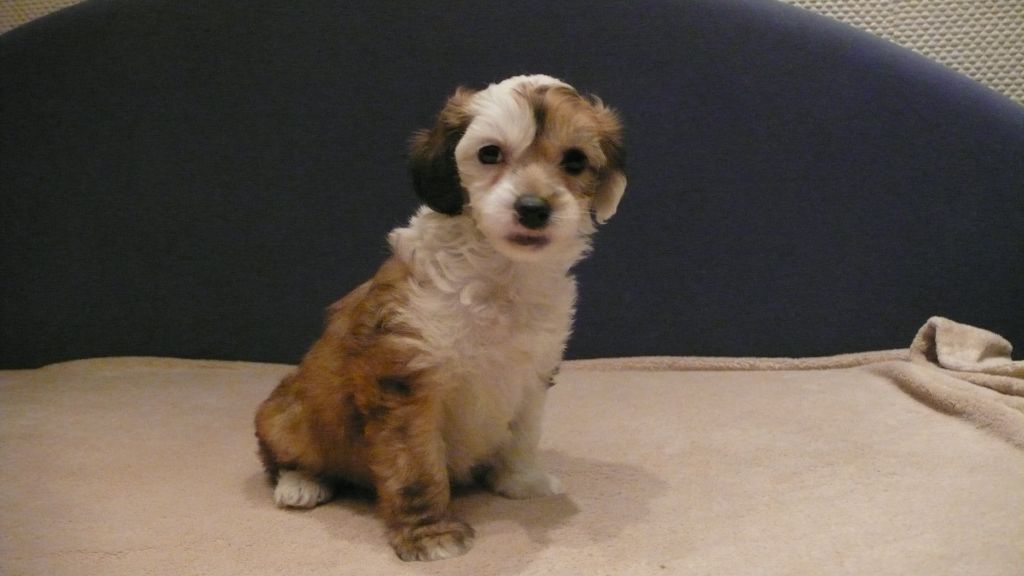 Frendor's Vanity Fair