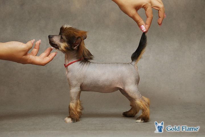 Zholesk Natural Beauty 