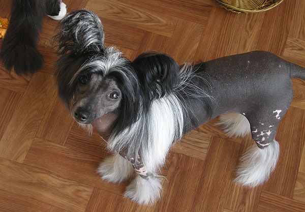 Status Imperial Zippy As The Fire