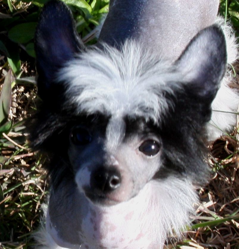 Baldpark's Little Black Dress