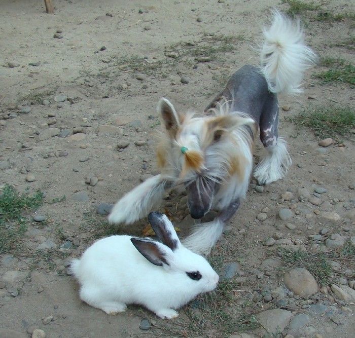 La Votre Bell' Steizi Sheron Gold