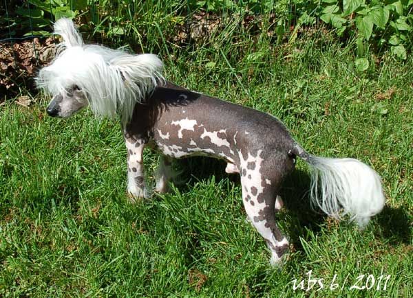 Mooncrest Guess Who's Hot