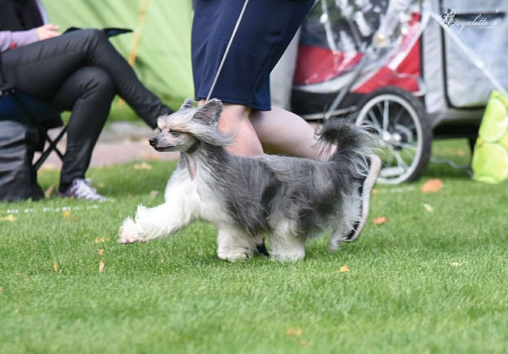 Kuminaaman Jolly Jumper