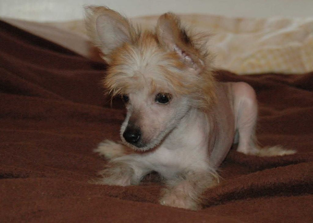 McShane's Celebrity Status