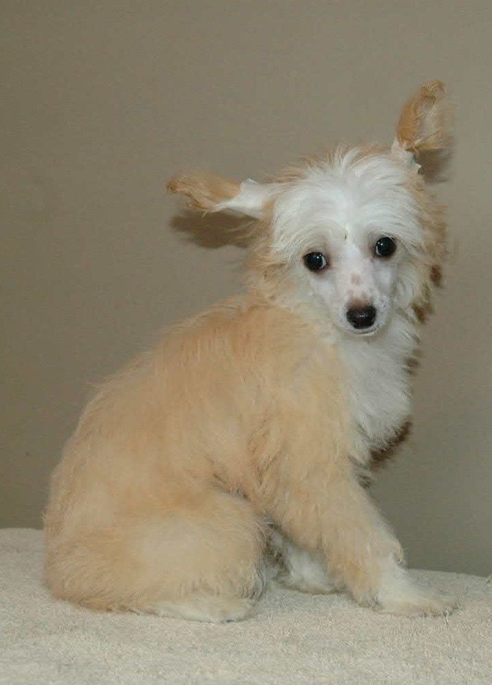 McShane's Paparazzo Eye Candy