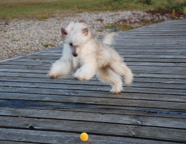 Golden Diamond Cresteds Lucciano