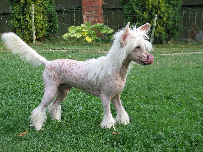 Fantastik Kashmir Fiji Kiss