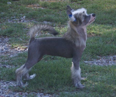 Krishna Killrwitt Dynamic Diana