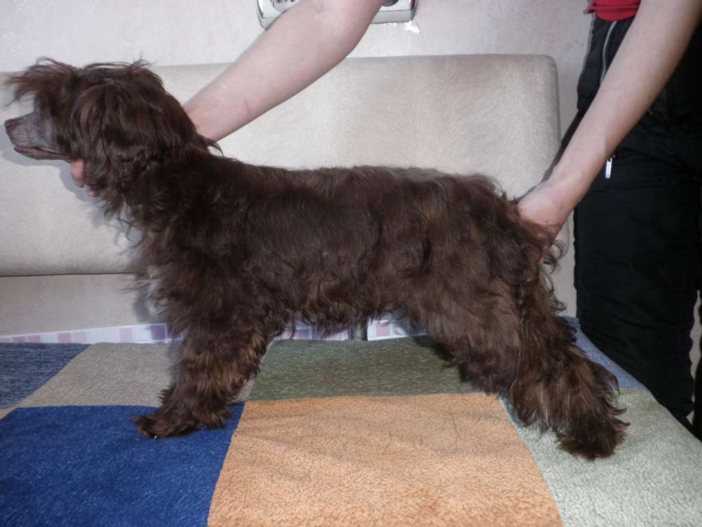 Charuyuschiy Soblazn Elegans Shokolat