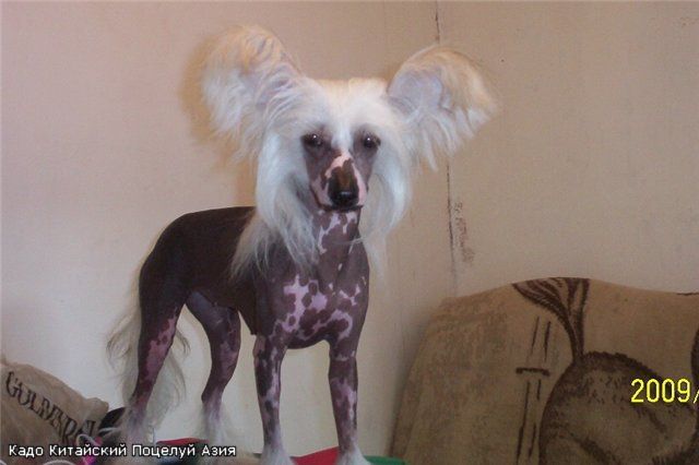 Kado Kitaiski Potselui Azia