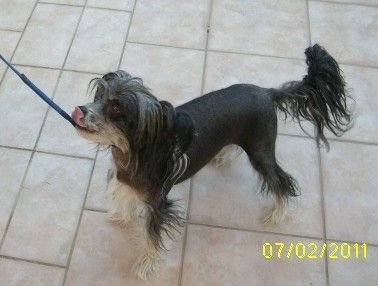 Grangesta Jumpin Jac Flash