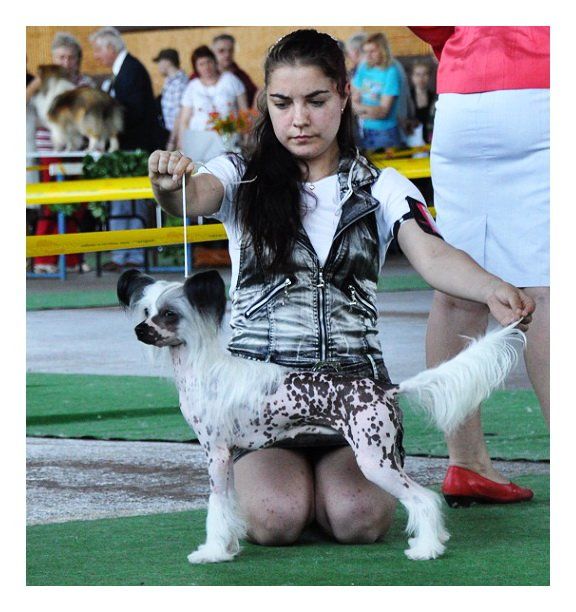 Fantastik Kashmir Astra Vita