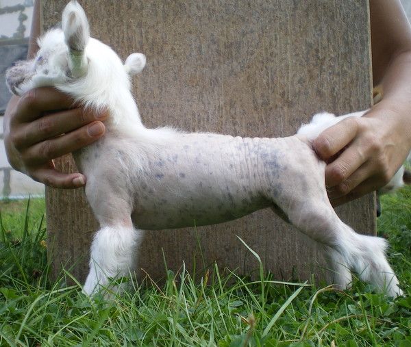 Zefir Volshebnoe Oblako