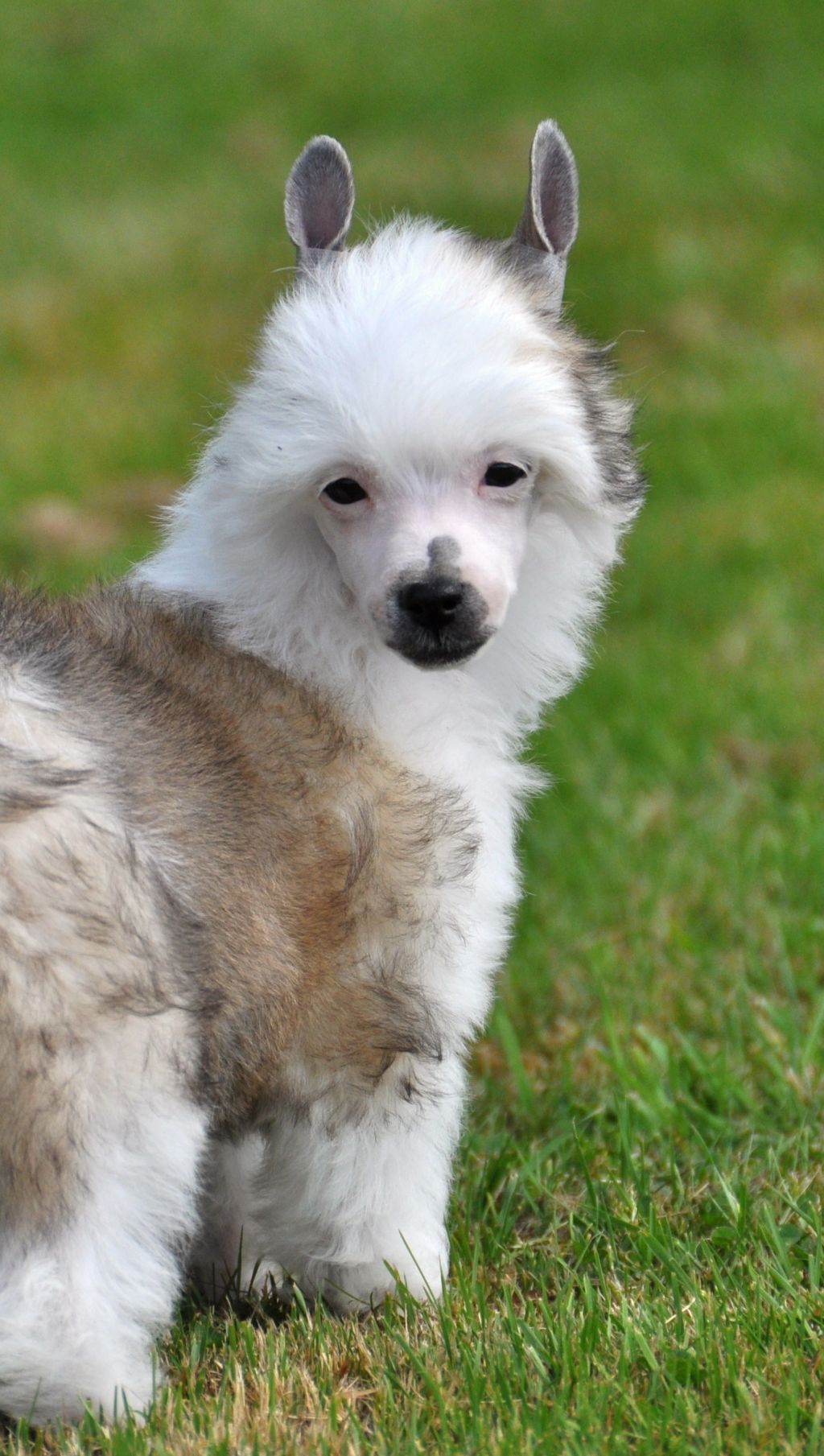 Justine Little Champs